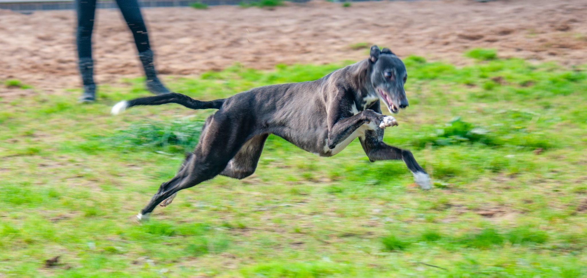 Greyhound Dog